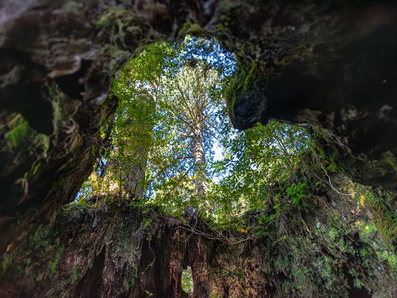鹿児島発 屋久島ツアー | 屋久島 旅行の観光・オプショナルツアー予約
