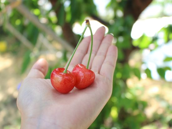 Japan_Generic_Cherry_pixta_15189363_XL