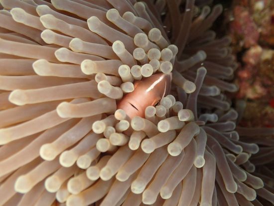 ナイトダイビング　昼とは違った雰囲気の海を満喫　フルムーンダイビングプランあり＜1ダイブ＞ by Scotty's Action Sports Network