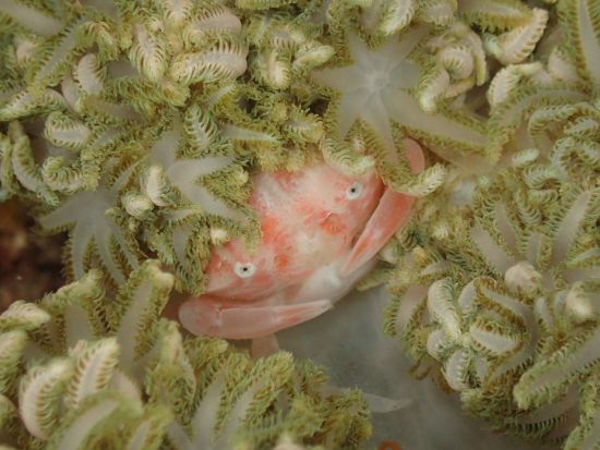 ナイトダイビング　昼とは違った雰囲気の海を満喫　フルムーンダイビングプランあり＜1ダイブ＞ by Scotty's Action Sports Network