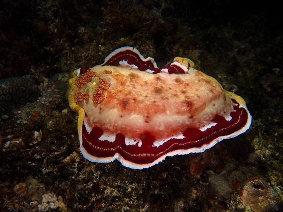 line_oa_chat_250520_143329_group_8