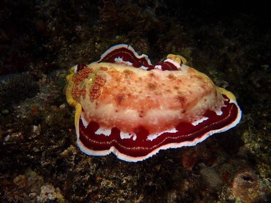 ナイトダイビング　昼とは違った雰囲気の海を満喫　フルムーンダイビングプランあり＜1ダイブ＞ by Scotty's Action Sports Network