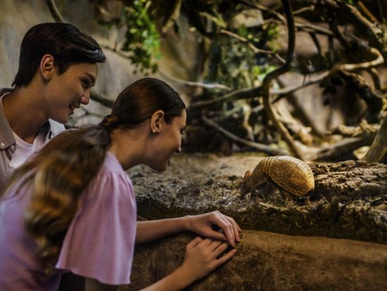シンガポール ナイトサファリツアー　日本語含むマルチ音声トラム確約 ＜夕食付きプランあり＞