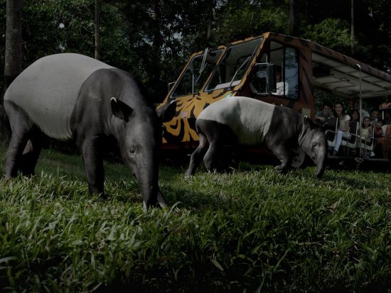 シンガポール ナイトサファリツアー　日本語含むマルチ音声トラム確約 ＜夕食付きプランあり＞