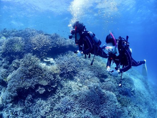 【八重干瀬】ファンダイビングツアー ドローン撮影＋水中カメラレンタル付 未来の海を守るエコプランもあり ＜通年催行／ボート／2ダイブ／午後／宮古島＞