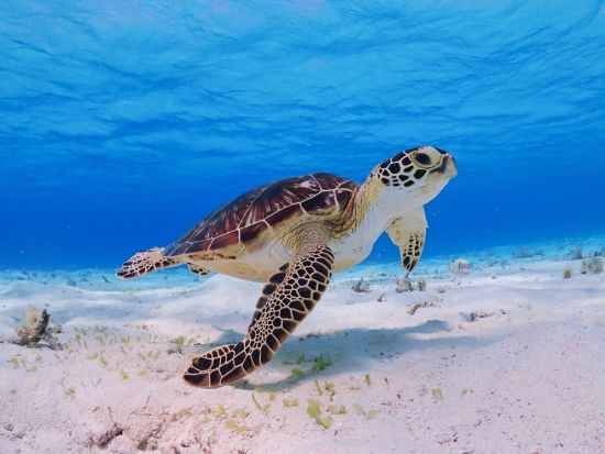 【八重干瀬】ファンダイビングツアー ドローン撮影＋水中カメラレンタル付 未来の海を守るエコプランもあり ＜通年催行／ボート／2ダイブ／午後／宮古島＞