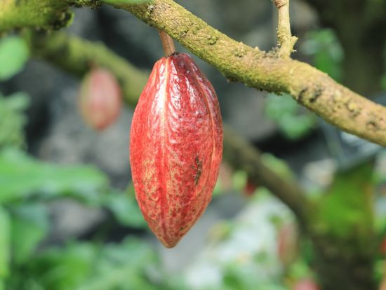 チョコレート・テイスティング体験ツアー　本場ガーナで工場見学＆本格テイスティング！＜英語ガイド／アクラ発／半日＞