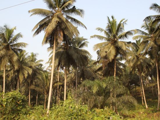 ガーナ伝統のブラックソープ作り体験ツアー　自然素材で肌に優しいブラックソープを手作り！＜アクラ発／半日／英語ガイド＞