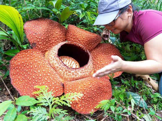 Kinabalu_Rafflesia centre_AdobeStock_523245893