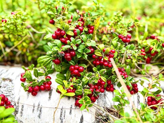 berry2