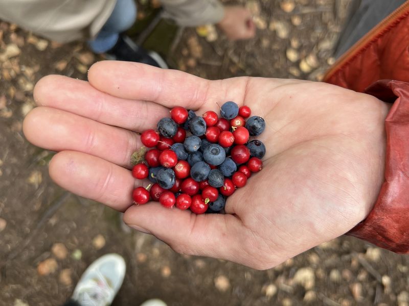 berry