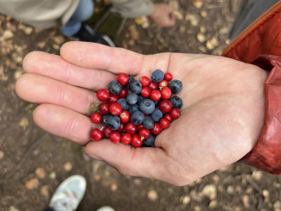 夏季限定！野生ベリー摘み1日エコツアー　リエスヤルヴィ国立公園散策やフィンランド式ランチも満喫＜7～9月／英語ガイド／ヘルシンキ発＞