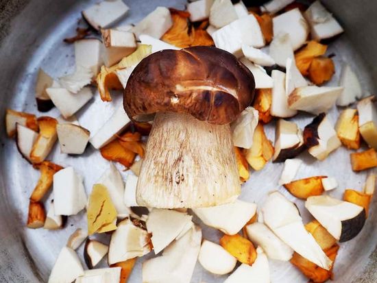 mushroomhunting3