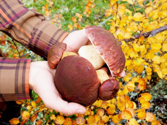 夏秋限定！きのこ狩り1日エコツアー　リエスヤルヴィ国立公園散策やフィンランド式ランチも満喫＜8～10月／英語ガイド／ヘルシンキ発＞