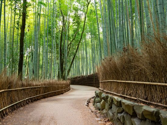 京都発日帰りツアー 京都＆奈良の名所巡り 嵐山＋奈良公園＋伏見稲荷大社＜京都駅発／日本語・中国語・英語＞