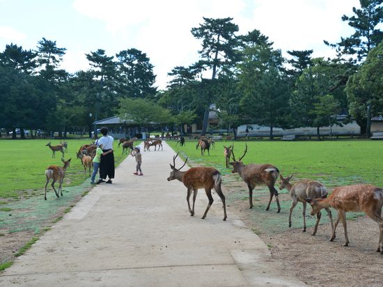 ⑥奈良公園02 adpDSC_2585 フリー素材.com
