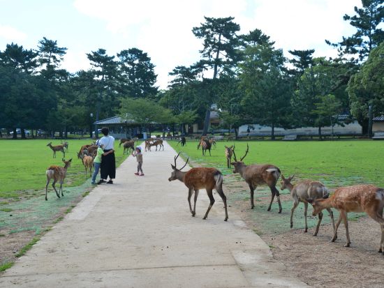 京都発日帰りツアー 京都＆奈良の名所巡り 嵐山＋奈良公園＋伏見稲荷大社＜京都駅発／日本語・中国語・英語＞