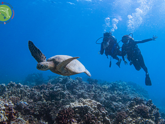 Green Dolphin Dive Shop (9)