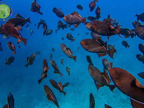 Green Dolphin Dive Shop (20)