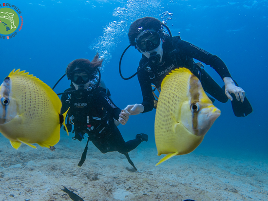 Green Dolphin Dive Shop (42)