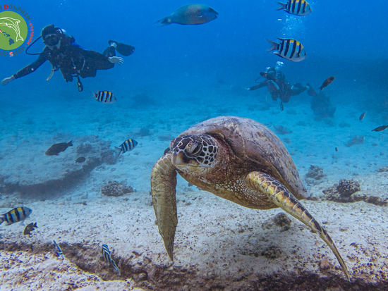 Green Dolphin Dive Shop (6)