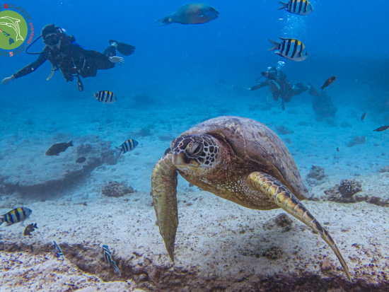 ファンダイビング　ハワイカイ沖でボートダイブを満喫！＜ボート／2ダイブまたは3ダイブ＞ by グリーン・ドルフィン・ダイブ・ショップ