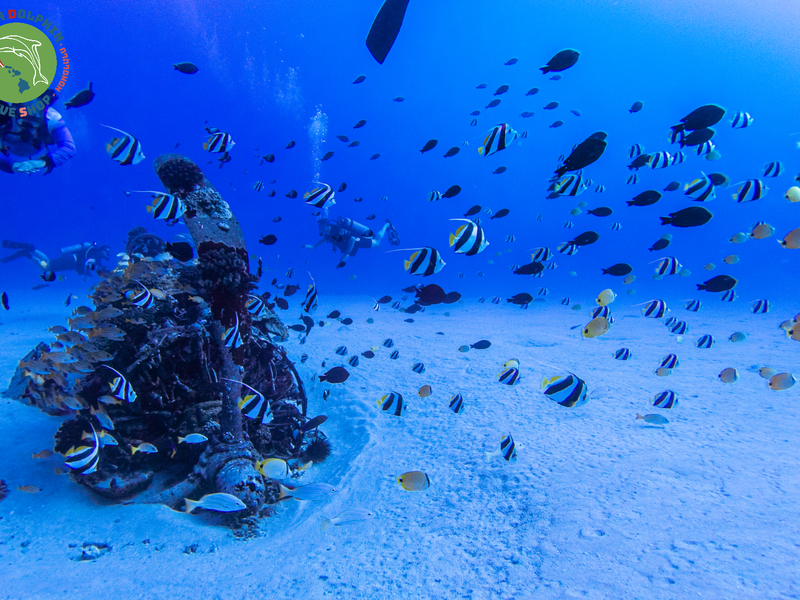 Green Dolphin Dive Shop (8)