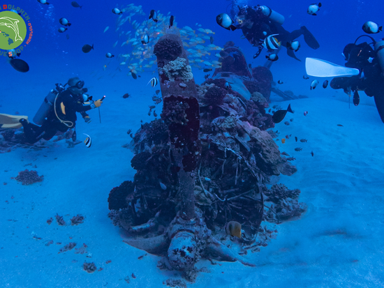 Green Dolphin Dive Shop (37)