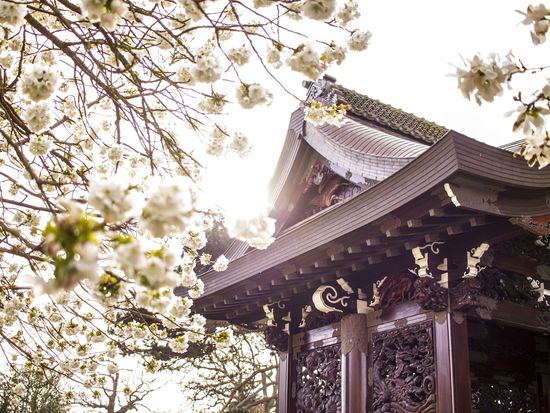 UK_London_Kew Garden_Cherry Blossom_shutterstock_609800180