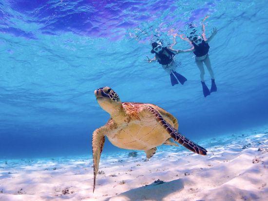 《少人数制》英語・中国語対応可能！水中写真無料プレゼント！初めての方も丁寧にレクチャーします★高遭遇率ウミガメビーチシュノーケルツアー
