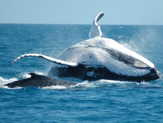 【7月14日～8月22日限定】フィッツロイ島ホエールウォッチング　グレートバリアリーフでザトウクジラを鑑賞＋自由時間も満喫！海洋生物学者の解説付き＜ケアンズ発＞