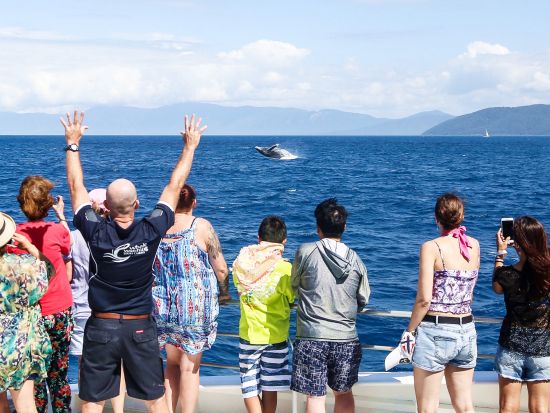 【7月14日～8月22日限定】フィッツロイ島ホエールウォッチング　グレートバリアリーフでザトウクジラを鑑賞＋自由時間も満喫！海洋生物学者の解説付き＜ケアンズ発＞