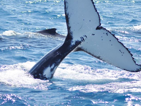【7月14日～8月22日限定】フィッツロイ島ホエールウォッチング　グレートバリアリーフでザトウクジラを鑑賞＋自由時間も満喫！海洋生物学者の解説付き＜ケアンズ発＞