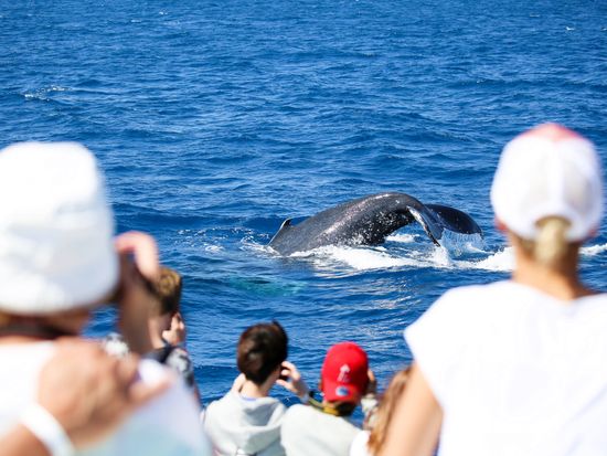 Whale Watching 2018 (5)