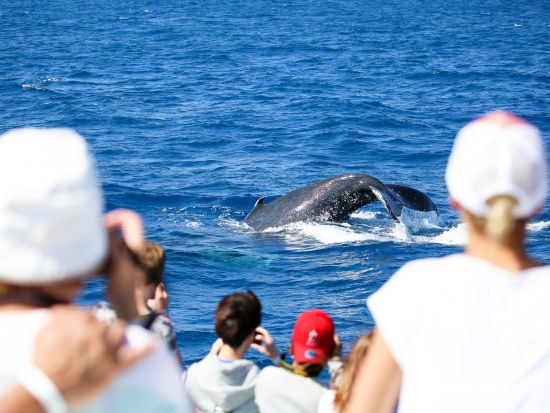 【7月14日～8月22日限定】フィッツロイ島ホエールウォッチング　グレートバリアリーフでザトウクジラを鑑賞＋自由時間も満喫！海洋生物学者の解説付き＜ケアンズ発＞