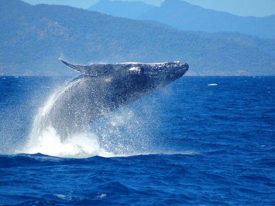 【7月14日～8月22日限定】フィッツロイ島ホエールウォッチング　グレートバリアリーフでザトウクジラを鑑賞＋自由時間も満喫！海洋生物学者の解説付き＜ケアンズ発＞