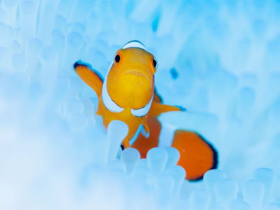 美ら海水族館入場チケット  ベルトラ沖縄ラウンジ受け取り 事前引き換えで楽々入館 ラウンジ来店特典（ドリンク、沖縄のお菓子他）付き！＜当日予約可／即予約確定＞