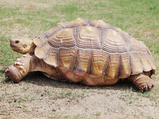 Generic_Animals_African Spurred tortoise_Turtle_pixta_91432184_M