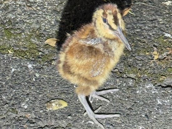 【名瀬市街エリア送迎可能】金作原散策とディープナイトツアー エコツアー認定ガイド中岡さんがご案内 神秘の奄美に触れる旅＜8〜9時間＞by 遊名人倶楽部