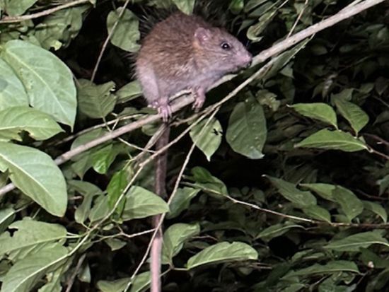 【名瀬市街エリア送迎可能】金作原散策とディープナイトツアー エコツアー認定ガイド中岡さんがご案内 神秘の奄美に触れる旅＜8〜9時間＞by 遊名人倶楽部