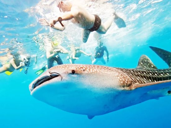 ジンベイザメシュノーケリング＆セブ随一のスミロン島ツアー＜映える限定リゾート入場可／スパ付きプラン有り／日本語ガイド／送迎有＞