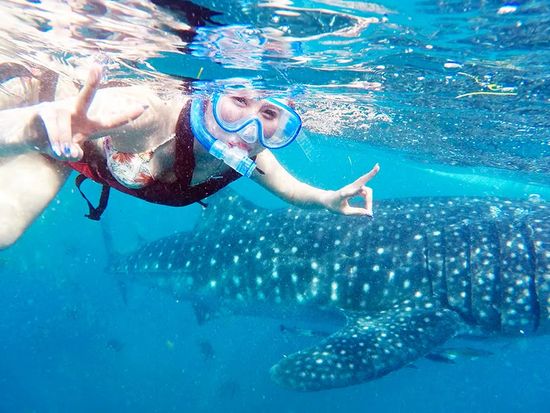 whale_shark_veltra8