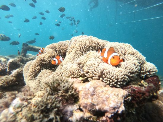 バリ島 マングローブの森クルーズ＆シュノーケリング体験　グラスボトムボート利用＆ウミガメ保護センター入場付き ＜日本語ガイド＞by JTB