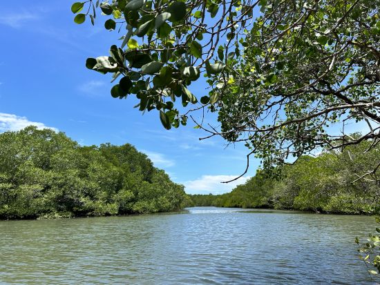 バリ島 マングローブの森クルーズ＆シュノーケリング体験　グラスボトムボート利用＆ウミガメ保護センター入場付き ＜日本語ガイド＞by JTB