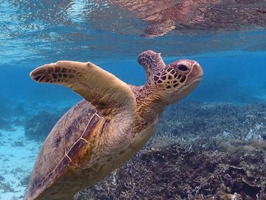 【北部開催・空港周辺 送迎付き】ビーチシュノーケリング半日ツアー！奄美ブルーに包まれて癒しのひととき＜女性ネイチャーガイドがご案内＞ by Oceania