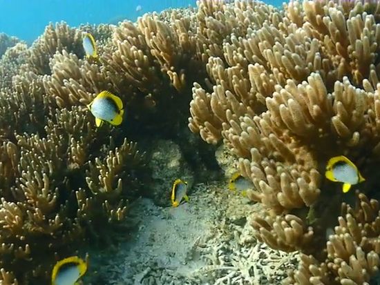 ビーチシュノーケリング【半日】8