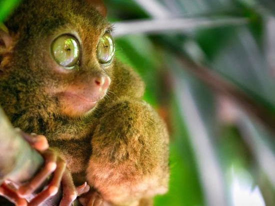 ボホール島で世界最小メガネザル＆絶景のチョコレートヒルズを思う存分満喫するツアー＜セブ島・ボホール島発／日本語ガイド／ランチオプション／ピックアップ有り＞