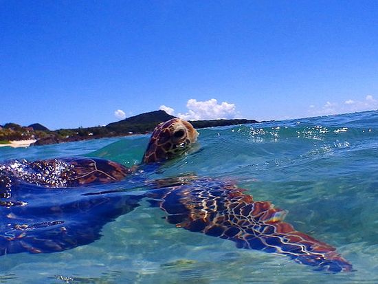 ビーチシュノーケリング＆マングローブカヤック2