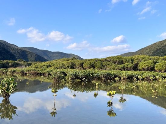 【1組貸切・名瀬エリア～北部 送迎付き】ビーチシュノーケリング＆マングローブカヤック 奄美の自然に癒される1日ツアー＜女性ガイドがご案内＞by Oceania