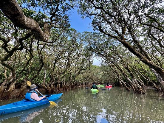 ビーチシュノーケリング＆マングローブカヤック6